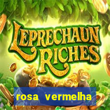 rosa vermelha (letra e cifra)